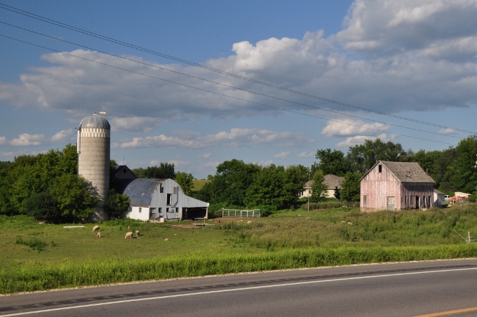 farm with sheep